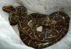 40 pythons discovered in Canada hotel room